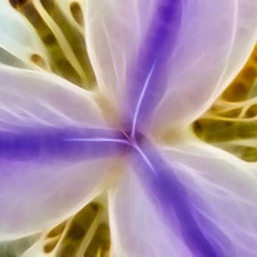 beautiful iris
