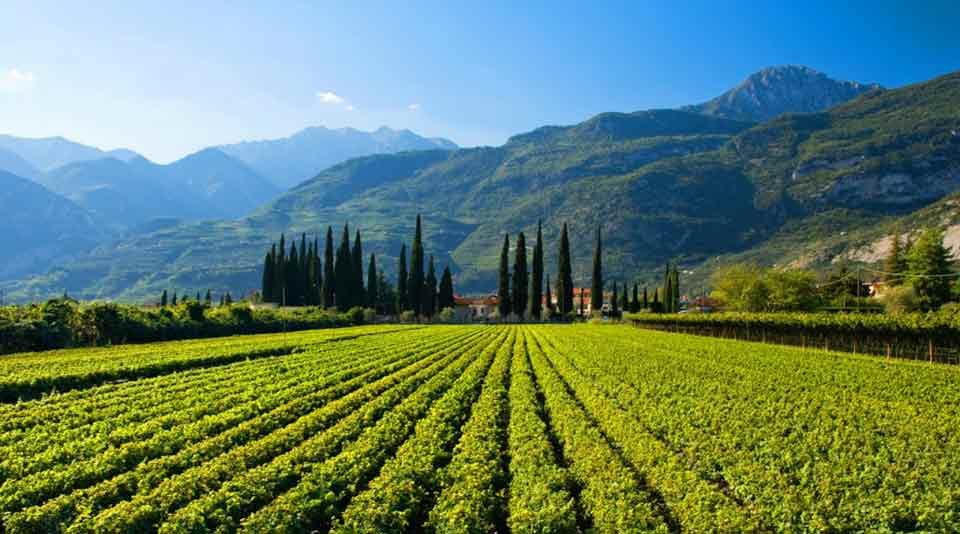 Puglia vineyards, Italy