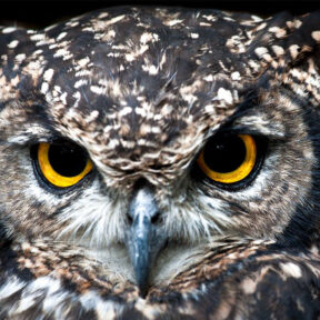 Owl's eyes
