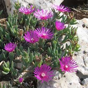 bright flowers