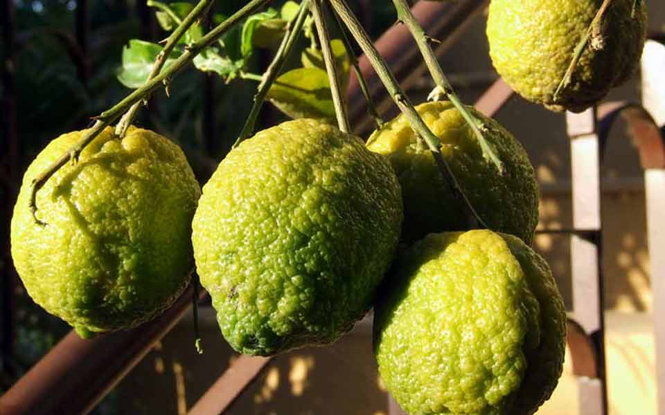 lemons in India