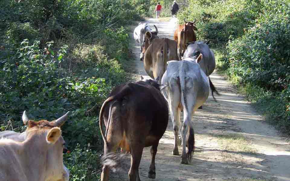 Indian cows