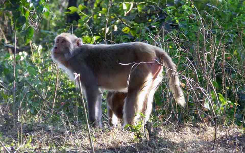 Monkey, India