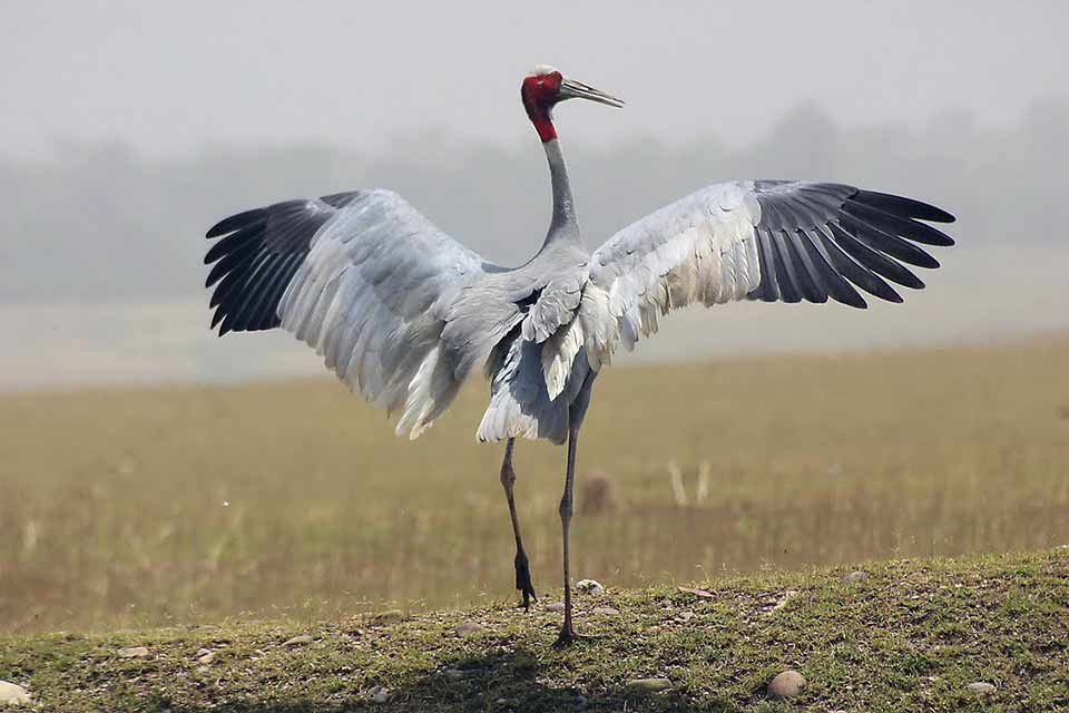 Basunti Lodge - crane