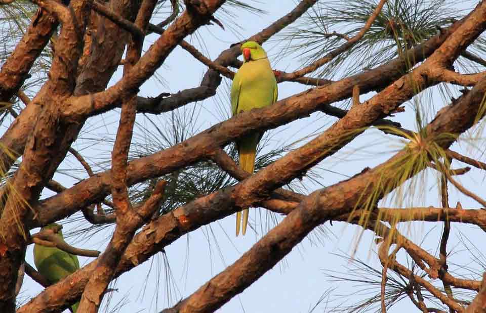 Basunti Lodge - Ringed Parakeet