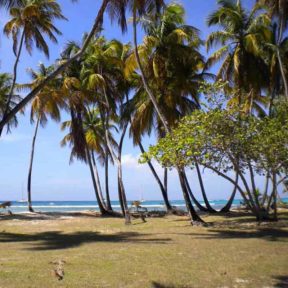 Tobago beach palms