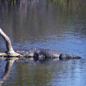 Swimming Dragon Qi Gong