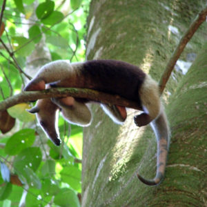 sidebending Anteater in a tree