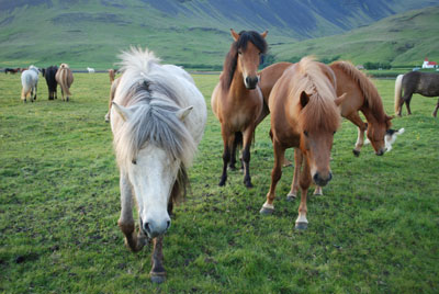 Iceland horses