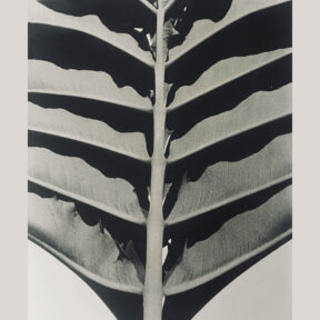 Plant detail by Sonya Noskowiak