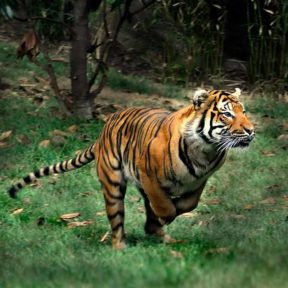 movements of tiger