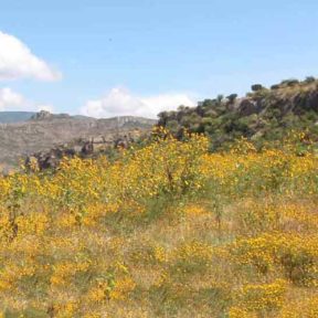 Field of yellow flowers