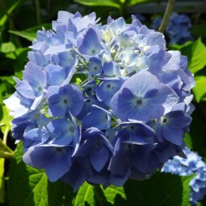 hydrangea