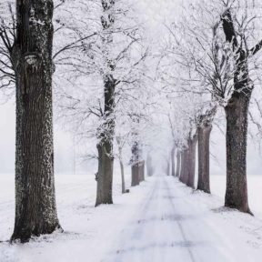 snowy road framed with dark trees