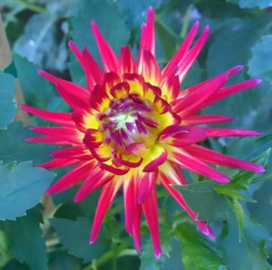 bright flower