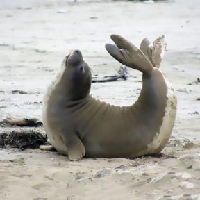 Seal in backbend on beach