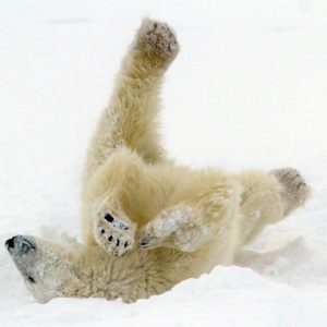 Polar bear stretching back leg and hip