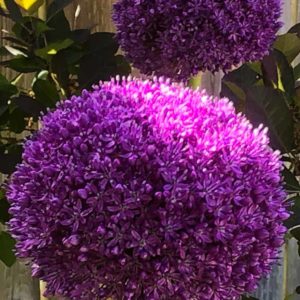 early morning sun on purple Allium