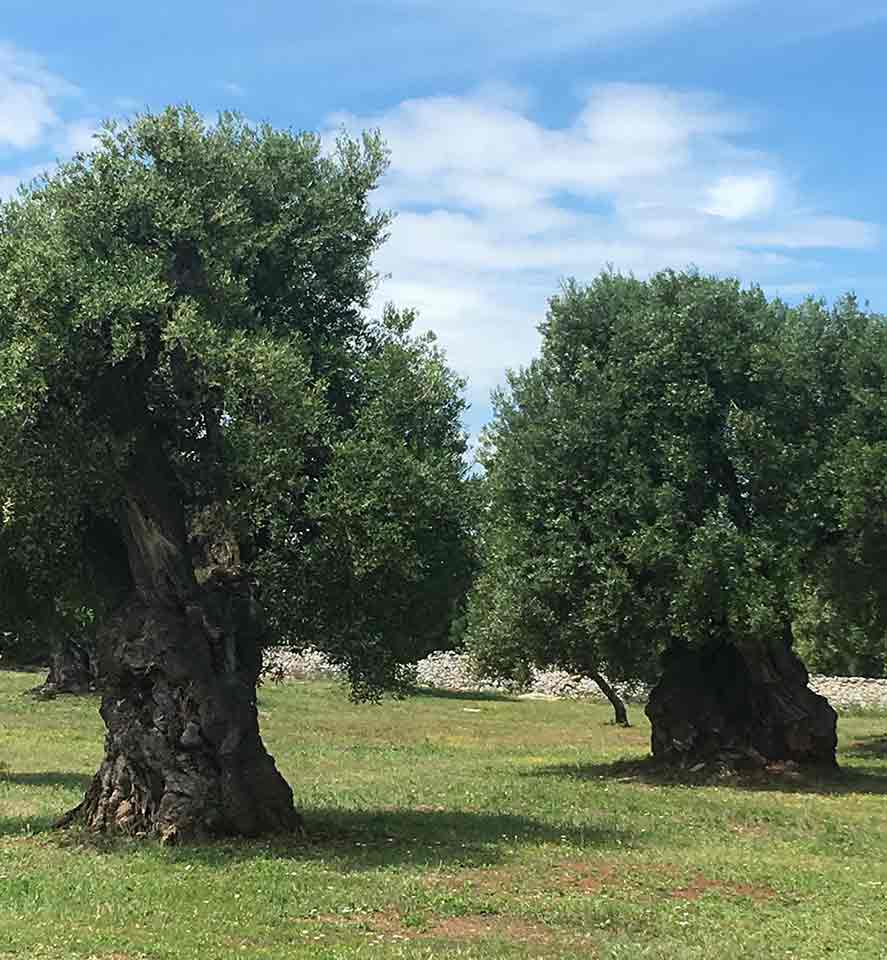 Twin Olive trees