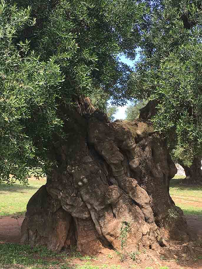 Giant Olive tree