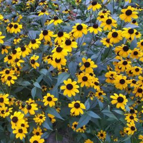 profusion of black-eyed Susan flowers