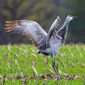 Sandhill Crane