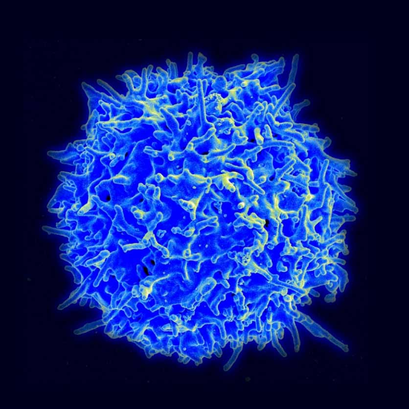 Healthy human T Lymphocyte cell