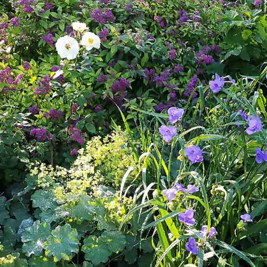 garden flowers