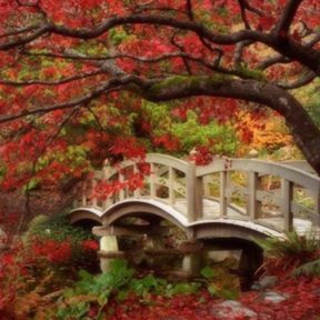 Bridge with fragrant fall leaves
