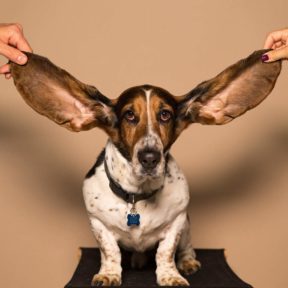 dog with large ears