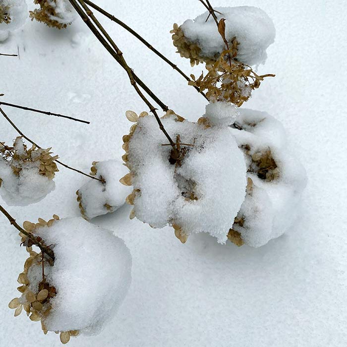 Winter Hydrangea - Anndrea Lewis