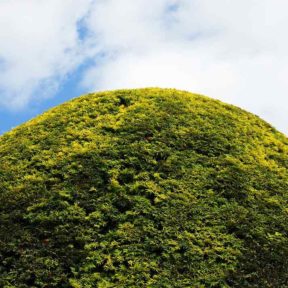 rounded hedge representing a belly