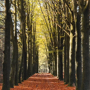 fall tree lined path