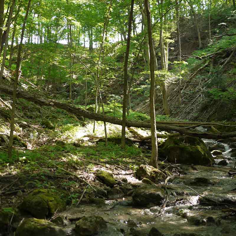 Hockley Valley