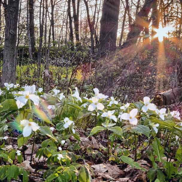 Spring trilliums at Ecology Retreat Centre
