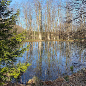 trees and pond in November