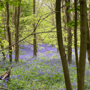 purple flowers in the woods