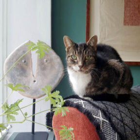 cat sitting on the back of a chair