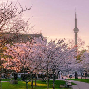 Spring blossoms in Toronto