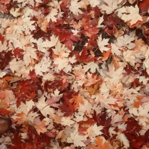 Rejuvenating Autumnal Yoga