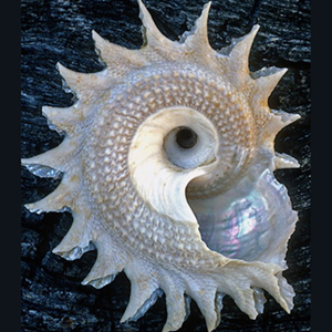 Embryology and the Origins of Body and Movement