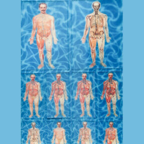 Yoga and Anatomy